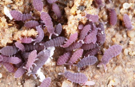 Purple Ceratophysella Springtails culture