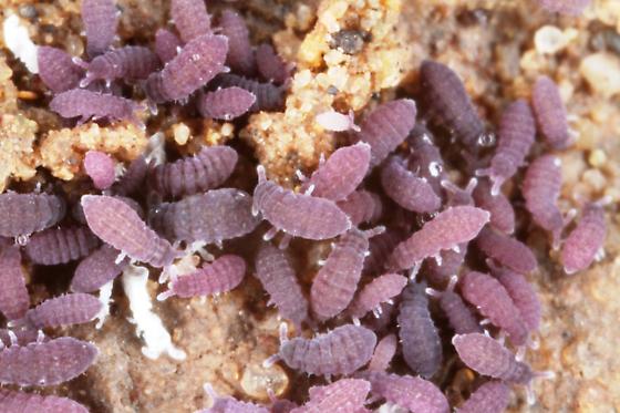 Purple Springtails (Ceratophysella sp.)