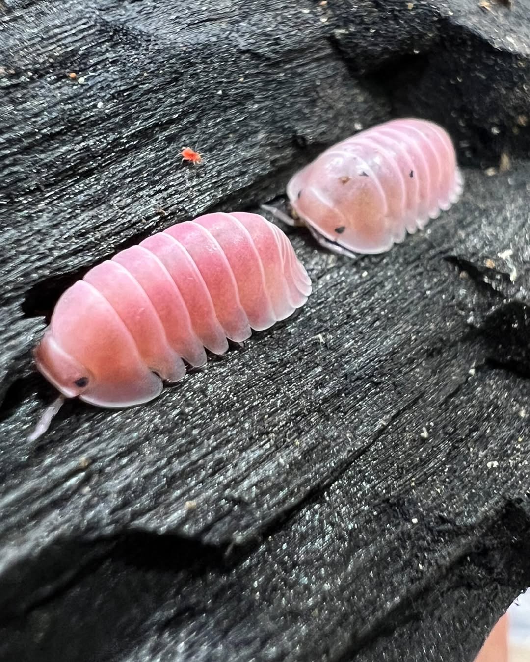 Cherry Blossom Isopod macro photograph