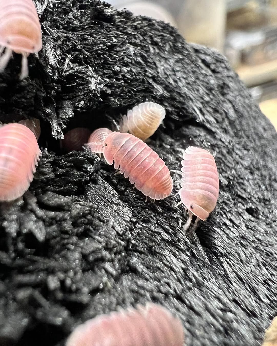 Group of Cherry Blossom Isopods (Cubaris sp.)