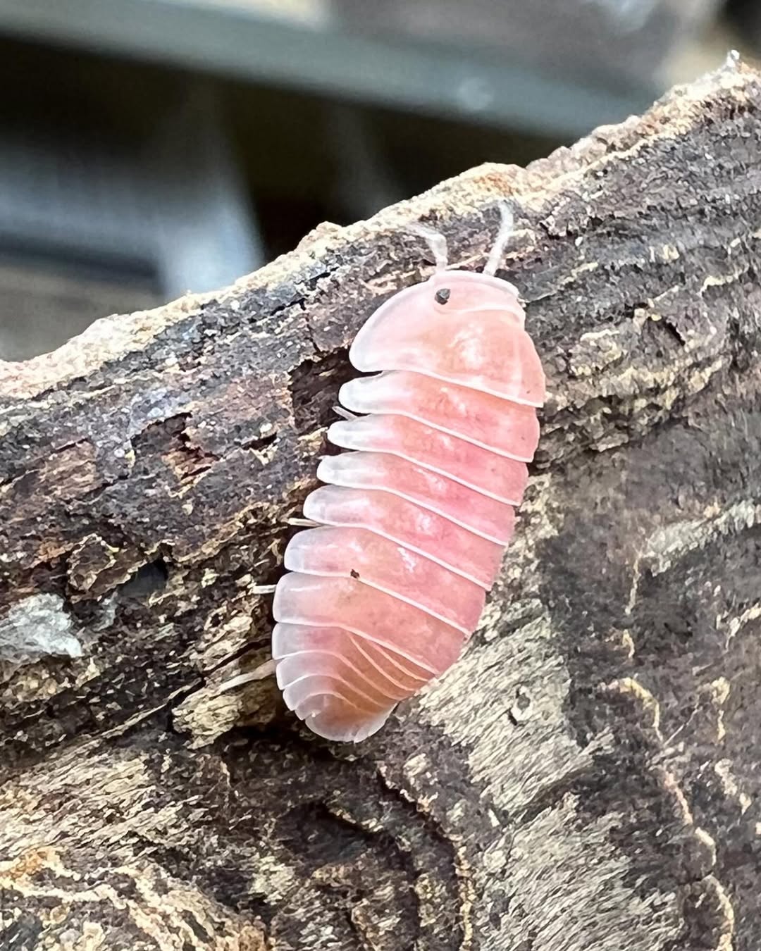 Cherry Blossom Isopod on cork bark