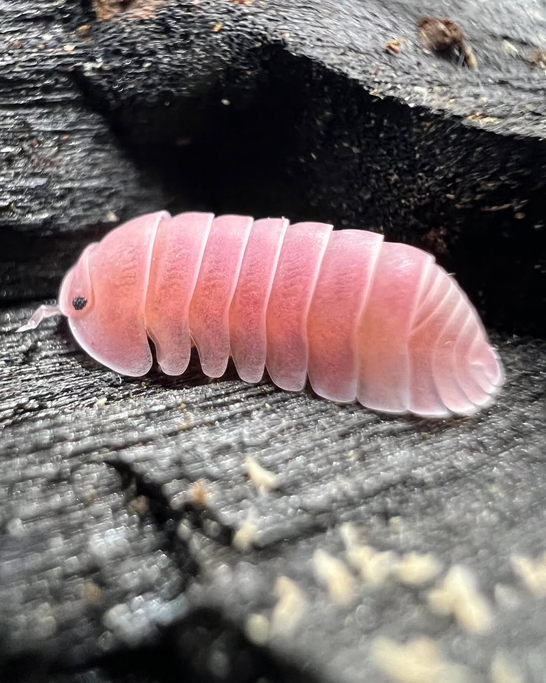 Adult Cherry Blossom Isopod close-up