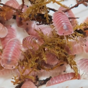 Cherry Blossom Isopods (Cubaris sp.) in bioactive enclosure