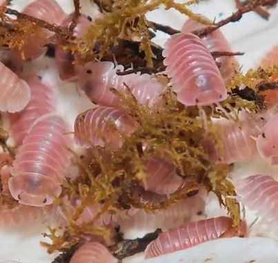 Cherry Blossom Isopods (Cubaris sp.) in bioactive enclosure