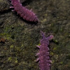 Lilac Springtails in bioactive substrate