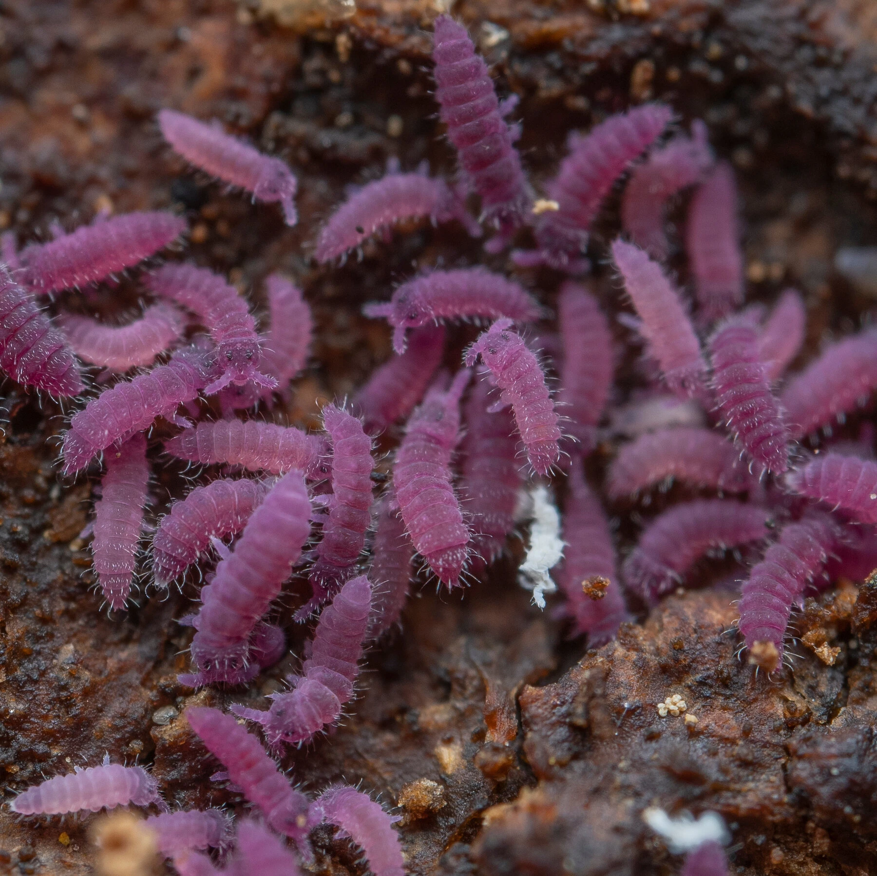 Lilac Springtails (Ceratophysella sp.) culture
