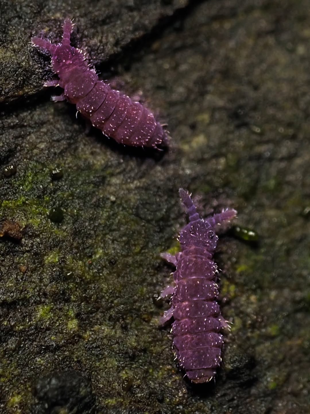 Lilac Springtails in bioactive substrate