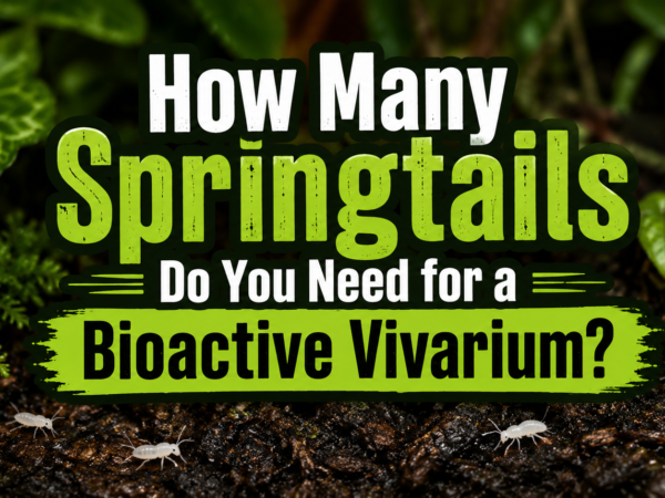 How Many Springtails Do You Need for a Bioactive Vivarium? graphic with springtails on soil and green plants
