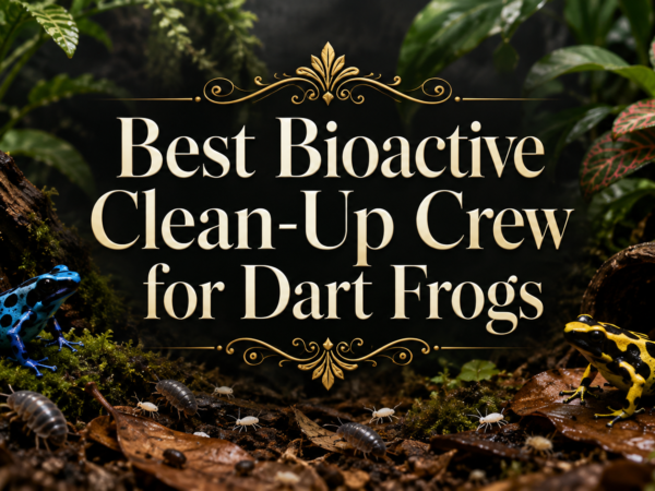Blue and yellow dart frogs with isopods and springtails in bioactive terrarium, titled Best Bioactive Clean-Up Crew