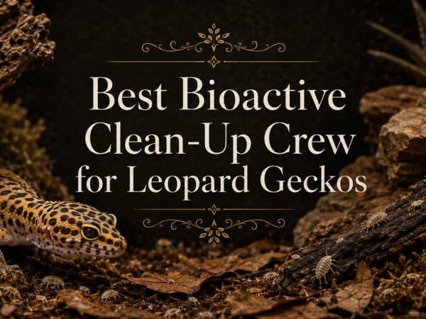Leopard gecko in bioactive terrarium with isopods on leaf litter, titled Best Bioactive Clean-Up Crew for Leopard Geckos