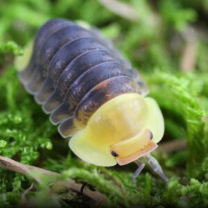 Rubber Ducky Isopod (Cubaris sp.) on moss
