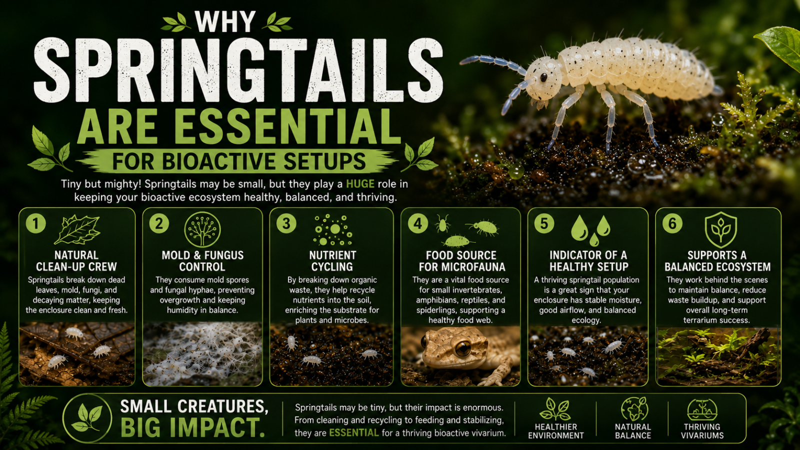 Why Springtails Are Essential For Bioactive Setups