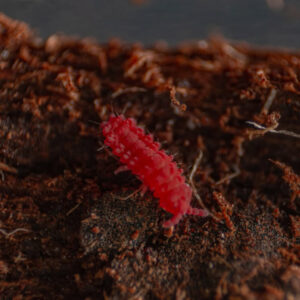 Thai Red Springtails (Lobella sp.) culture