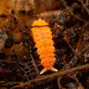 Yuukianura aphoruroides springtails culture