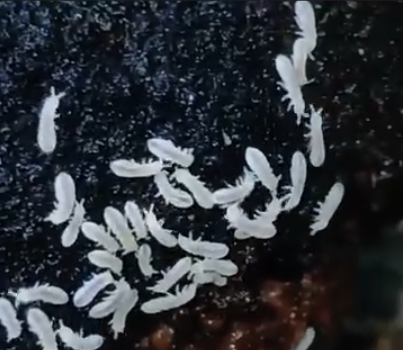 Folsomia candida springtail culture