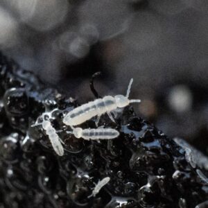 White Springtails (Folsomia candida) macro photograph