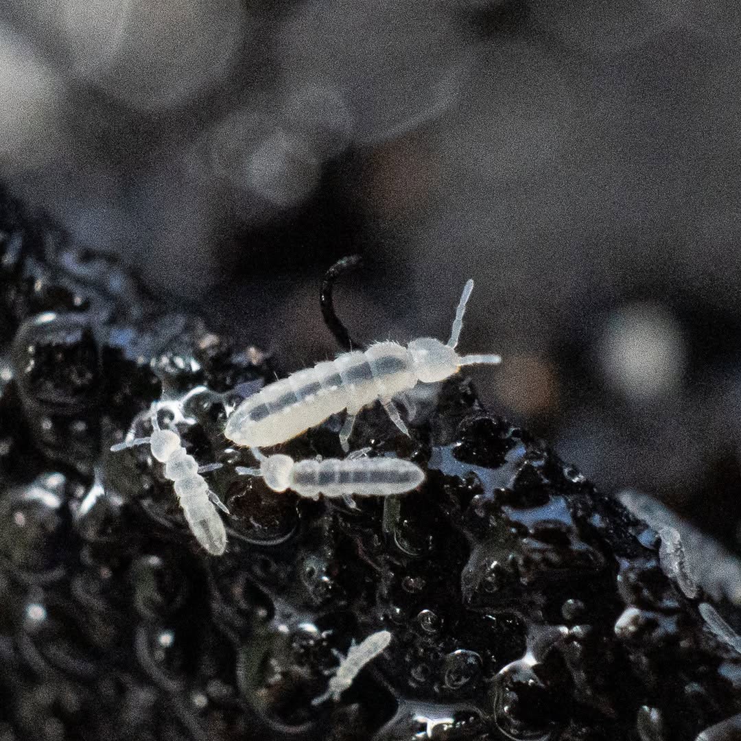 White Springtails (Folsomia candida) macro photograph