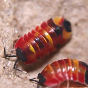 Adult Scarlet Isopod (Ardentiella sp.) macro image